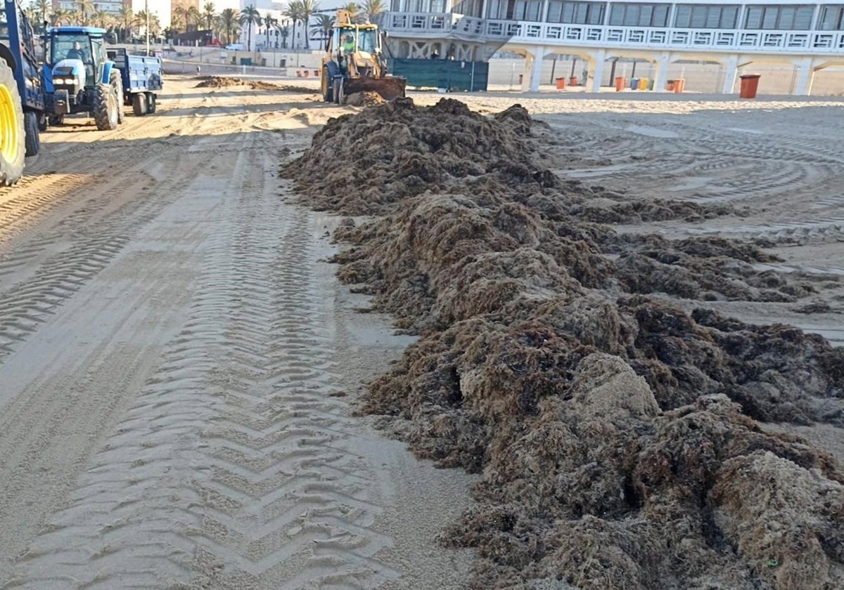 Algas recogidas en la playa de La Caleta