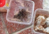 Detenidos en Cádiz tras abandonar una mochila con serpientes, varanos y arañas en un ferry