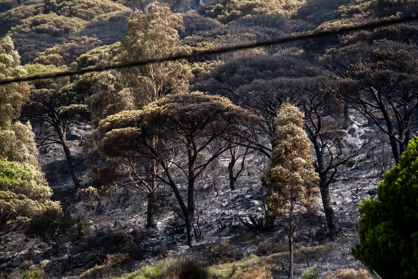 Las imágenes del incendio de Tarifa: el fuego obliga a desalojar a 1.500 personas