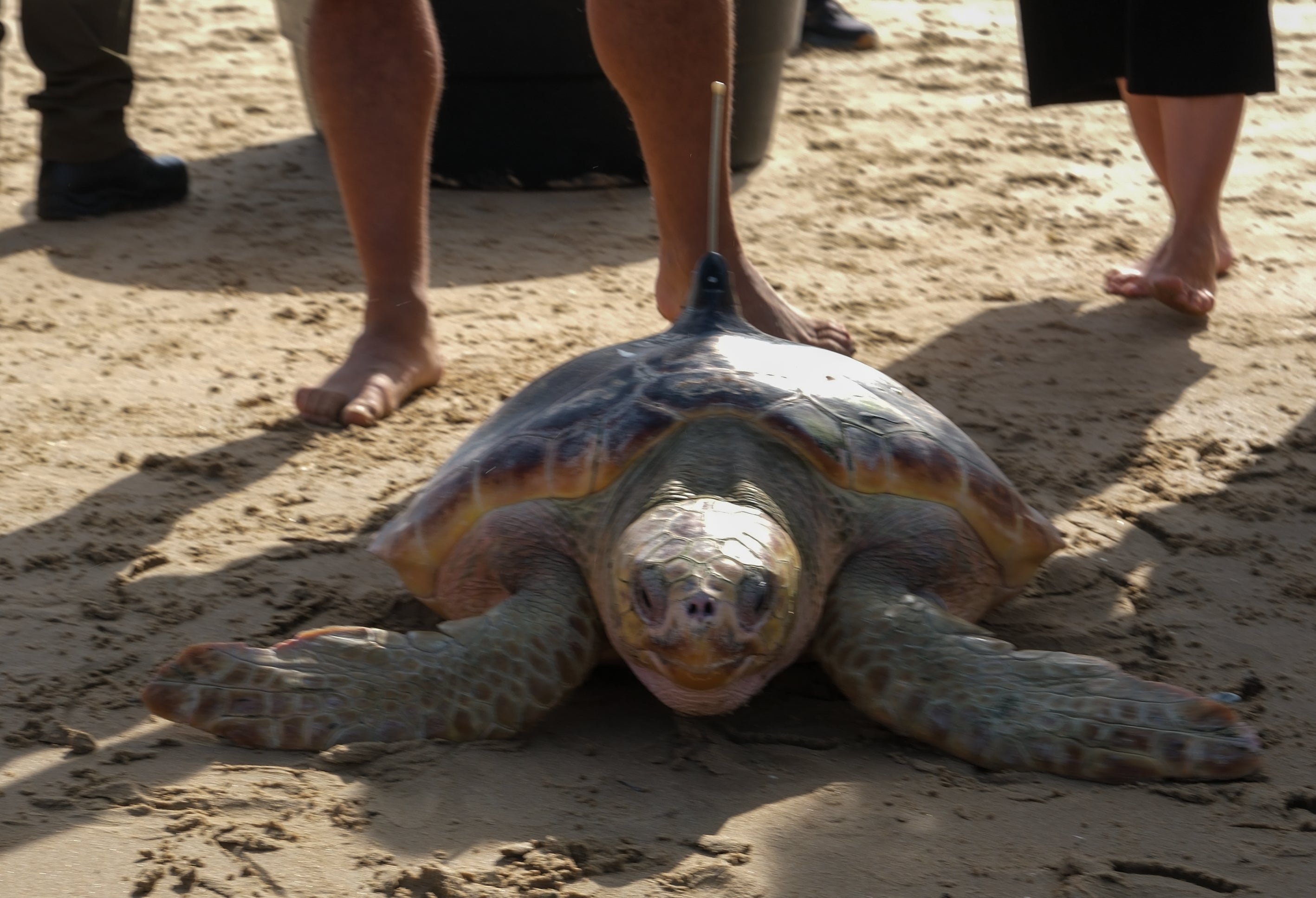 Fotos: Así ha sido la suelta de tres tortugas en la playa de Cortadura de Cádiz