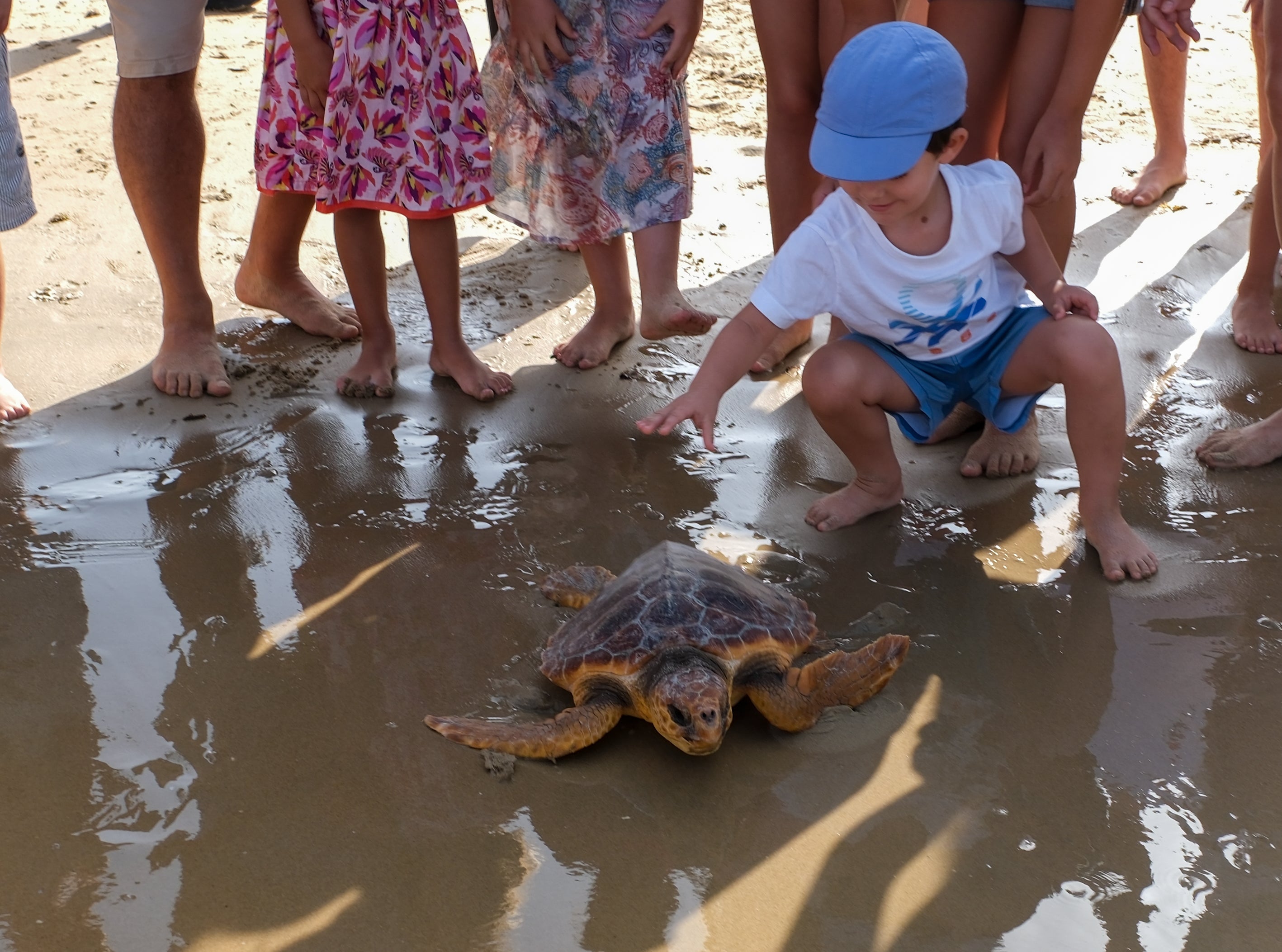 Fotos: Así ha sido la suelta de tres tortugas en la playa de Cortadura de Cádiz
