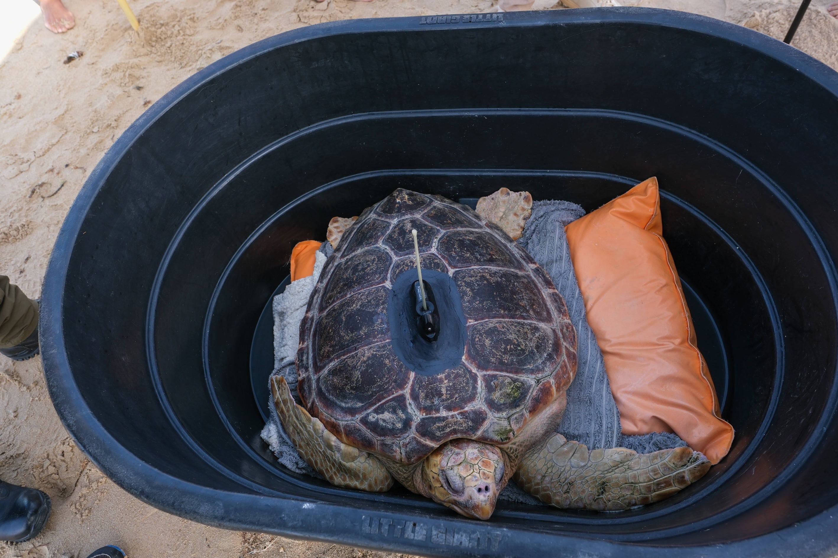 Fotos: Así ha sido la suelta de tres tortugas en la playa de Cortadura de Cádiz