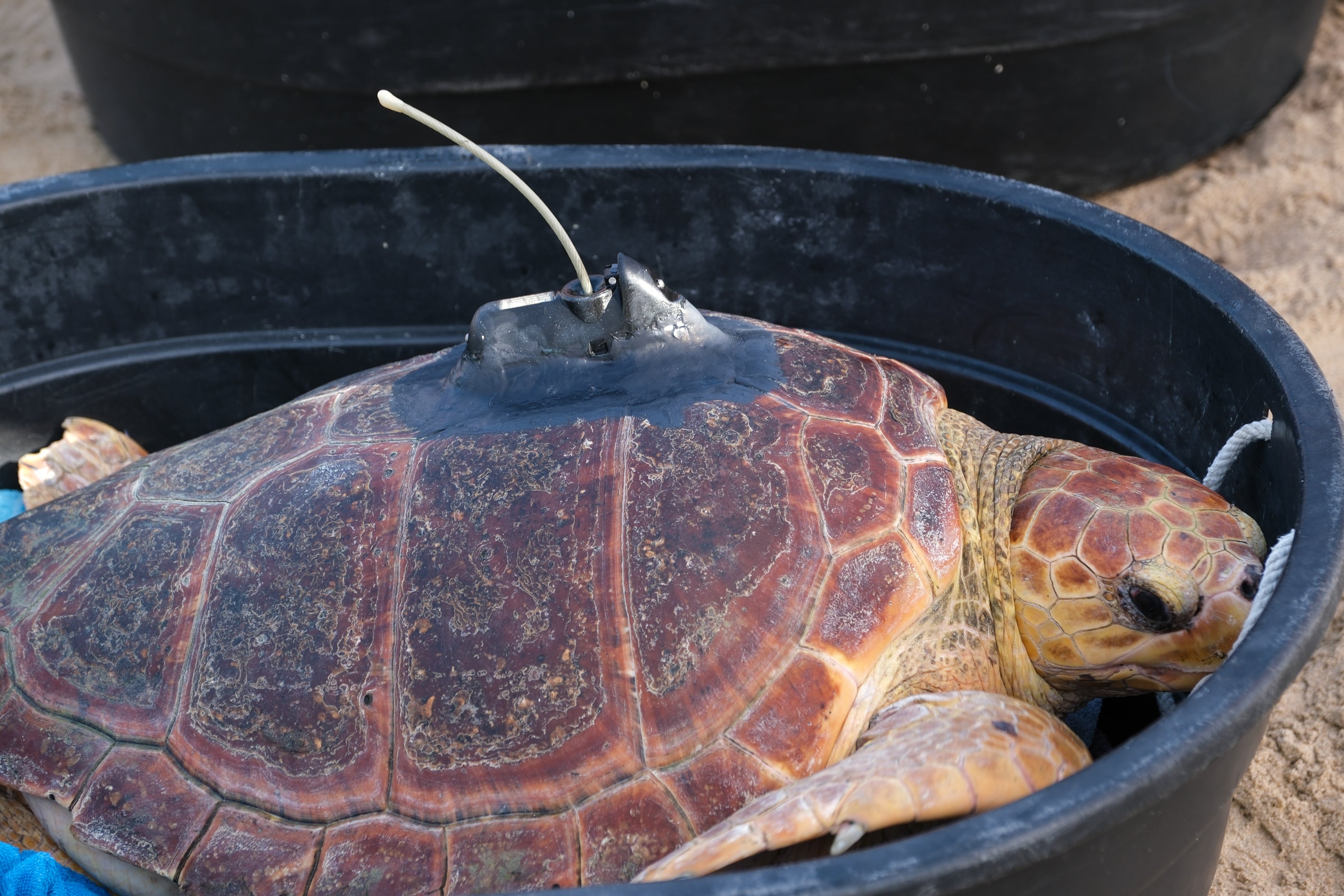 Fotos: Así ha sido la suelta de tres tortugas en la playa de Cortadura de Cádiz