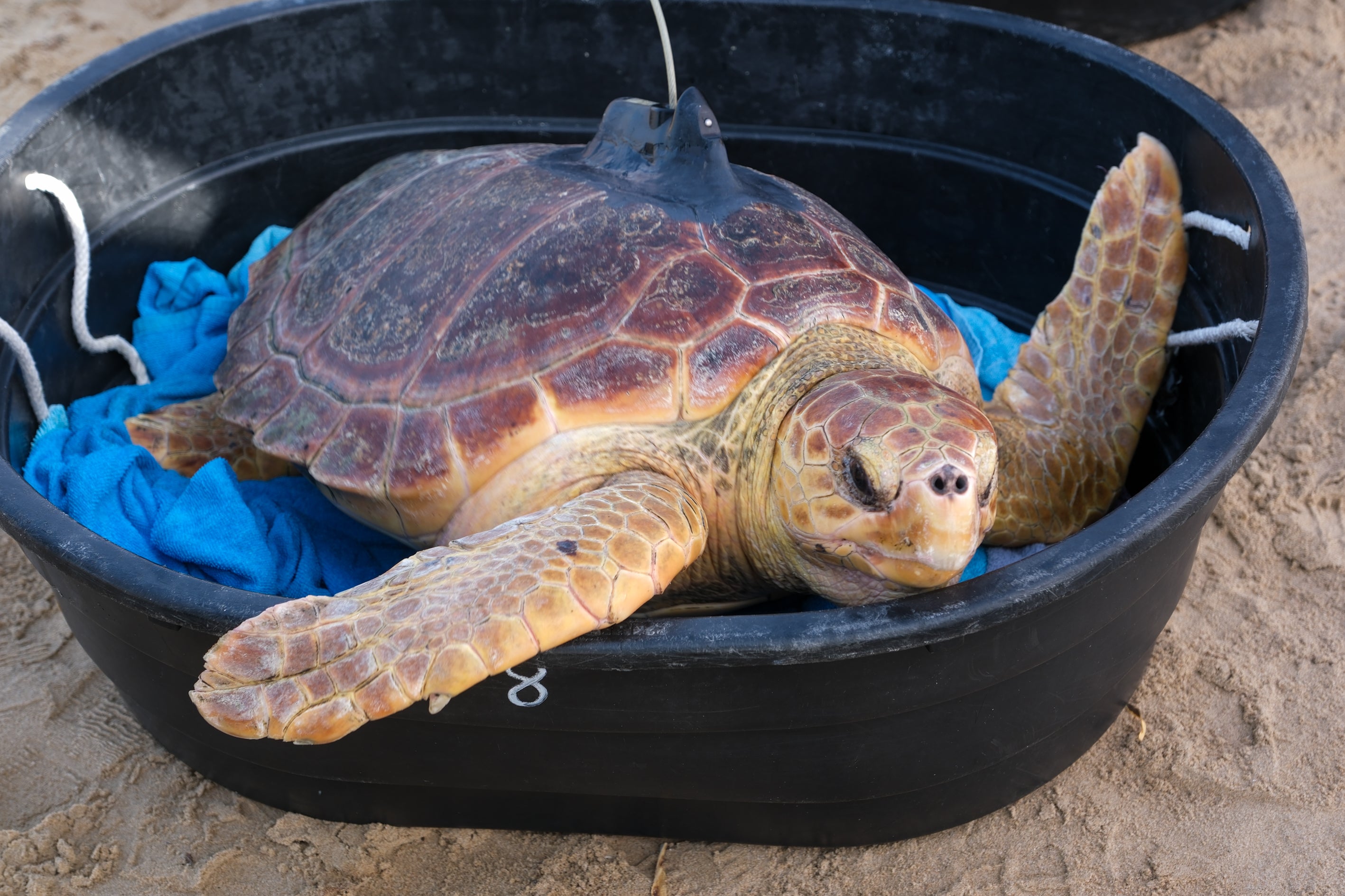 Fotos: Así ha sido la suelta de tres tortugas en la playa de Cortadura de Cádiz