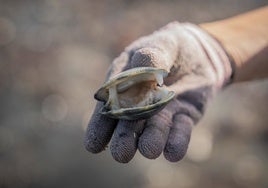Una concha de almeja casi le cuesta la vida a una bebé en Algeciras