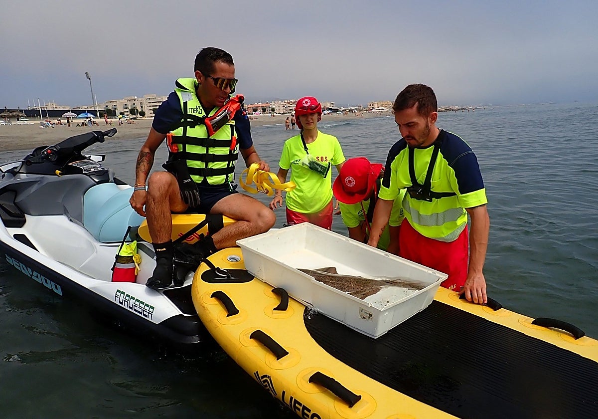 Liberado un tiburón ángel tras quedar atrapado en artes de pesca en La Línea