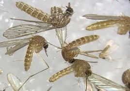 Detectada circulación del virus del Nilo en Jerez