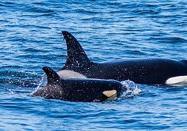 Entre orcas en aguas del Estrecho