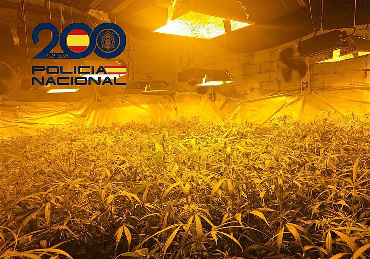Plantación de marihuana desmantelada en Sanlúcar