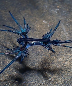 Imagen secundaria 2 - El dragón azul da la cara por primera vez en Cádiz: «Cerrar una playa porque hayan aparecido 3 ó 4 ejemplares me produce risa»