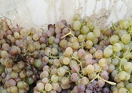 Advierten de «graves daños» en la uva no vendimiada por la ola de calor