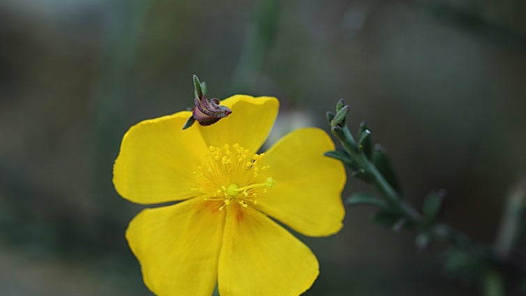 Descubiertos en Puerto Serrano dos núcleos de un arbusto calificado como «vulnerable» en el Catálogo Andaluz de Especies Amenazadas