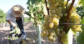La vendimia en Jerez sufre la doble amenaza del mildiu y el calor: 40% menos de uva