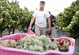 Fotos: El corazón del Marco de Jerez late otra vez con la vendimia
