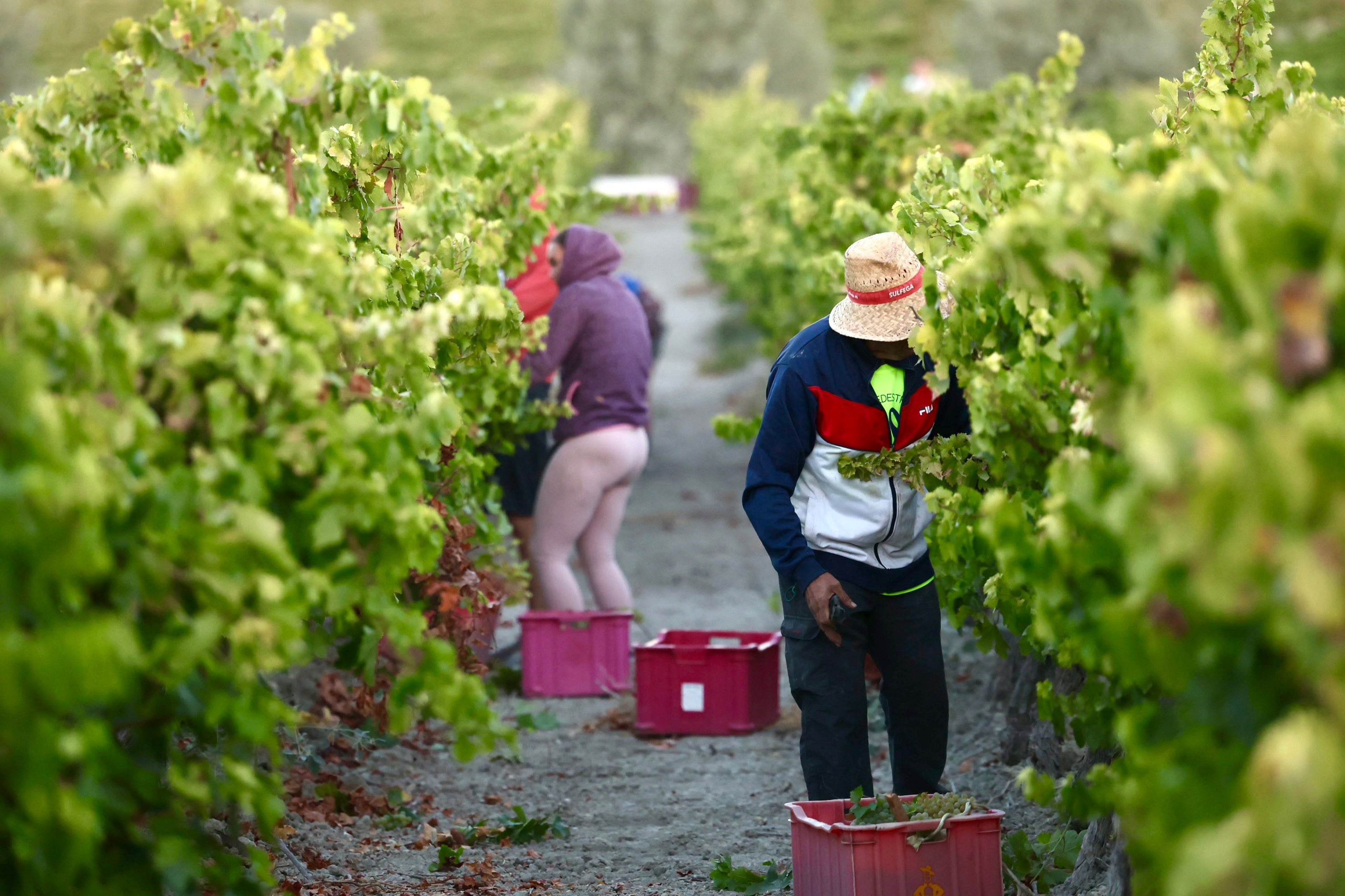 Fotos: El corazón del Marco de Jerez late otra vez con la vendimia