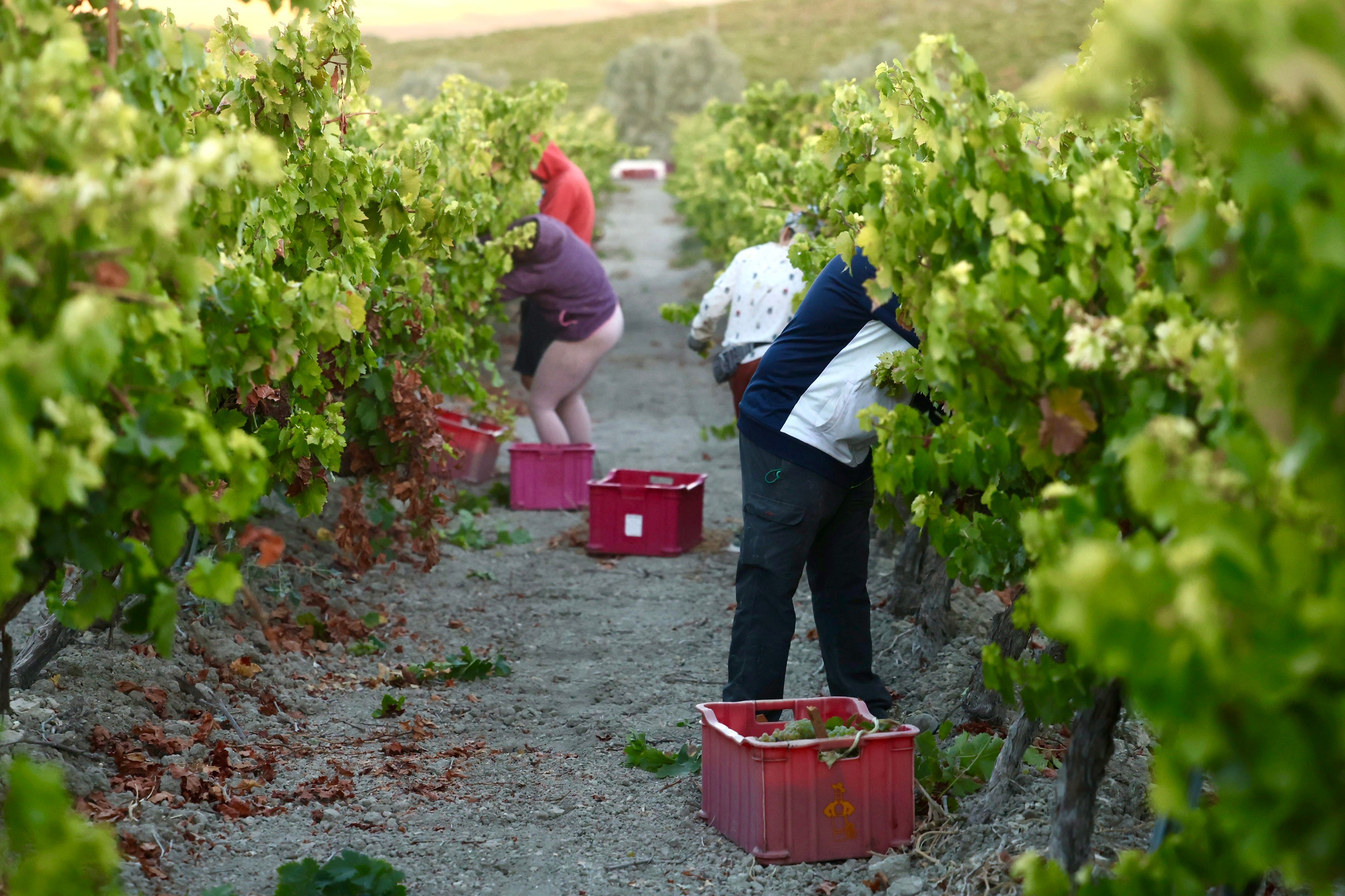 Fotos: El corazón del Marco de Jerez late otra vez con la vendimia