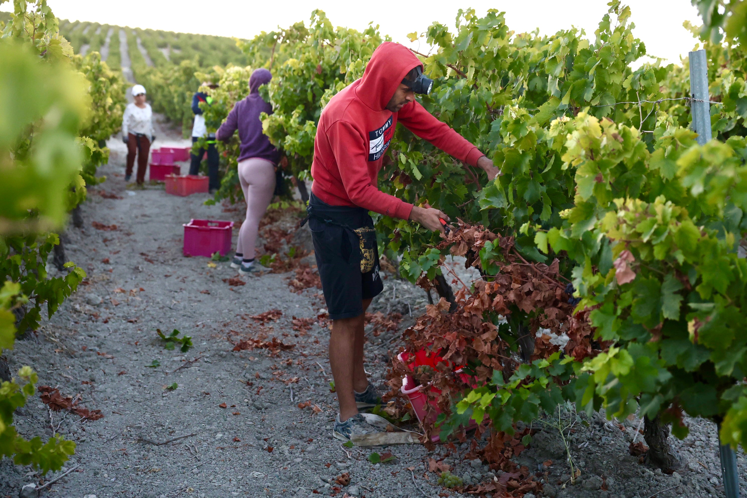 Fotos: El corazón del Marco de Jerez late otra vez con la vendimia