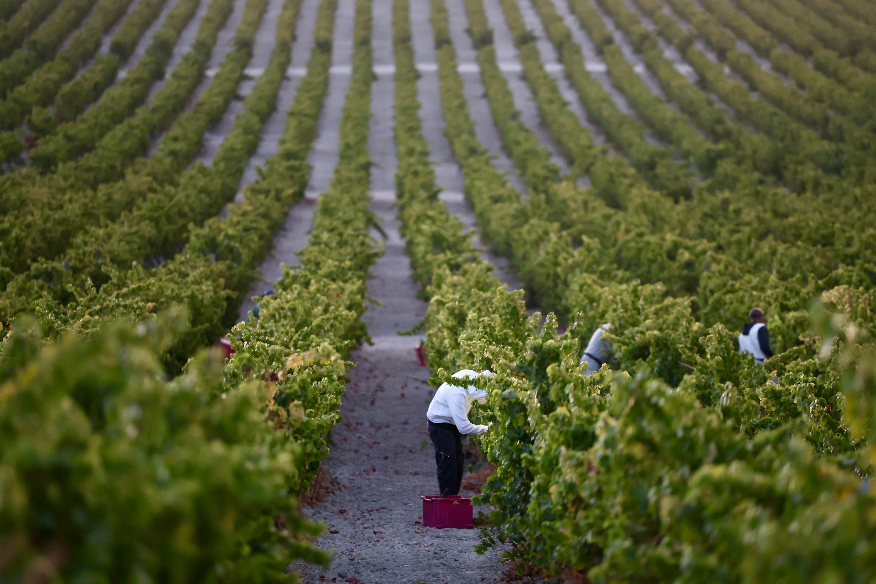 Fotos: El corazón del Marco de Jerez late otra vez con la vendimia