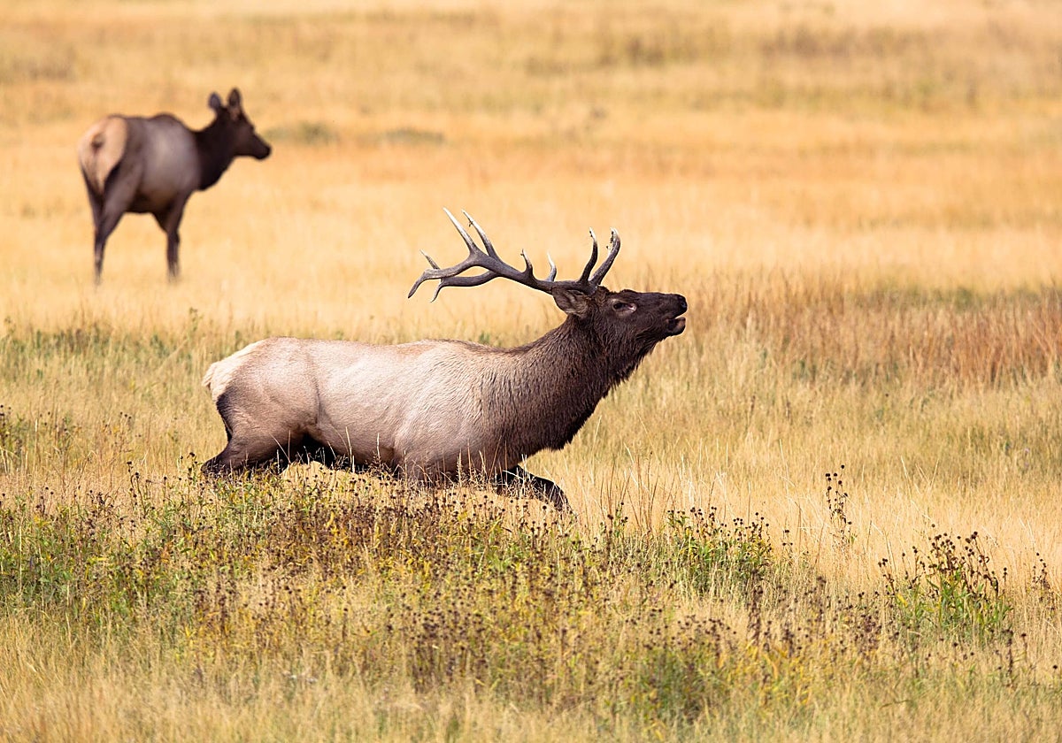 Este pueblo de Cádiz organiza rutas de senderismo gratis para escuchar la berrea del ciervo: así te puedes inscribir