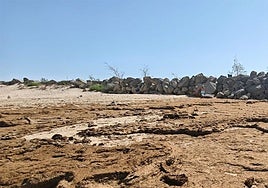 El Paseo organiza una jornada de limpieza en la playa de La Puntilla