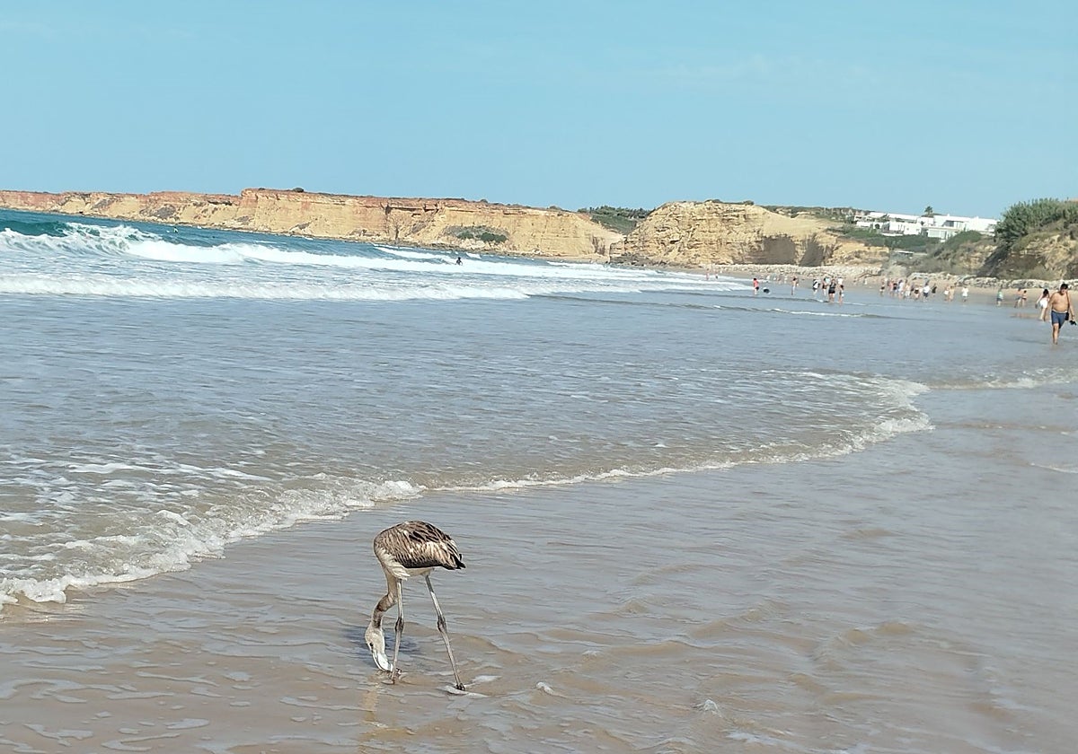 El verano se despide con un regalo: cría de flamenco hallada en las playas de Conil