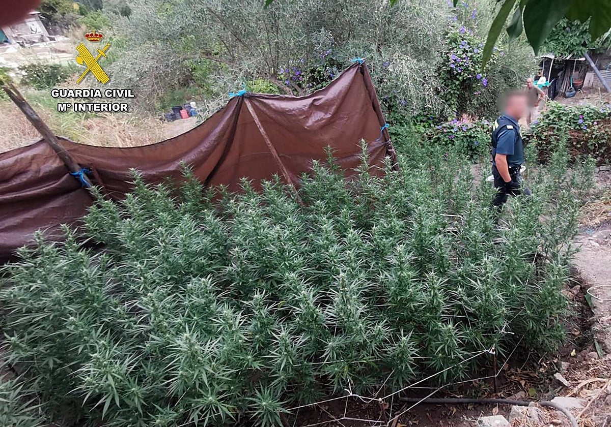Plantación de marijuana en San José del Valle.