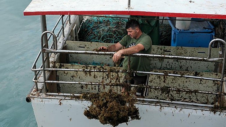 Una comisión interdepartamental buscará soluciones al alga asiática