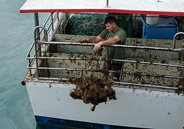Una comisión interdepartamental buscará soluciones al alga asiática