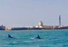 Un grupo de delfines sorprende nadando en la playa de La Caleta de Cádiz: «Un espectáculo único»