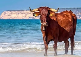 Un pueblo de la costa de Cádiz celebra esta semana su Ruta de la Ternera Ecológica: Se podrán probar todas estas tapas por 5 euros