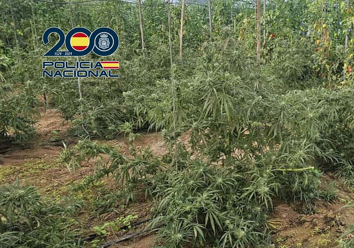 Detenidos en Sanlúcar al desmantelar tres plantaciones de marihuana en invernaderos de tomates