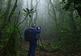 El misterioso bosque en Cádiz que tiene 245 días de niebla al año y te permite viajar en el tiempo miles de años atrás