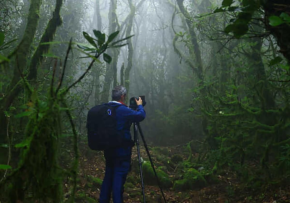 Imagen del bosque de la Niebla