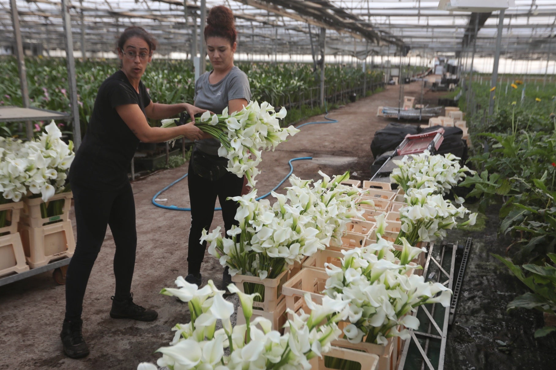 Imagen principal - El secreto de Chipiona: así se convirtió este pueblo de Cádiz en el &#039;jardín de España&#039; que exporta flores a todo el mundo