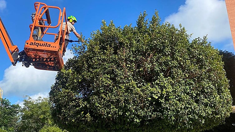 Parques y Jardines inicia la campaña de otoño de revisión y mantenimiento del arbolado de Cádiz