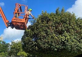 Parques y Jardines inicia la campaña de otoño de revisión y mantenimiento del arbolado de Cádiz