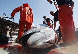 Expectación en las almadrabas ante una subida de cuotas de pesca para la campaña de 2026