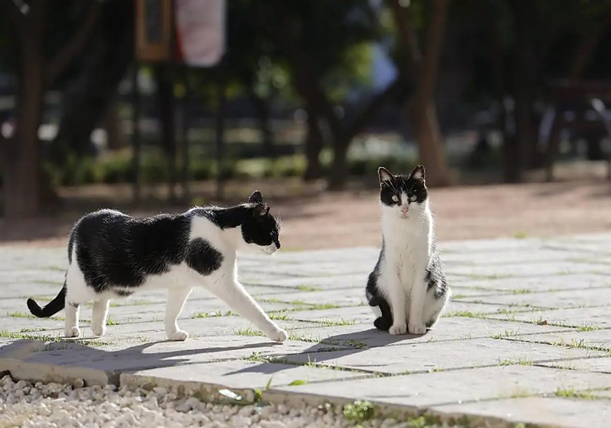 Los gatos del cementerio de San José se mudarán a Zona Franca.