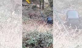 Rescate en Los Hurones: la Guardia Civil libera a un ciervo atrapado en una alambrada