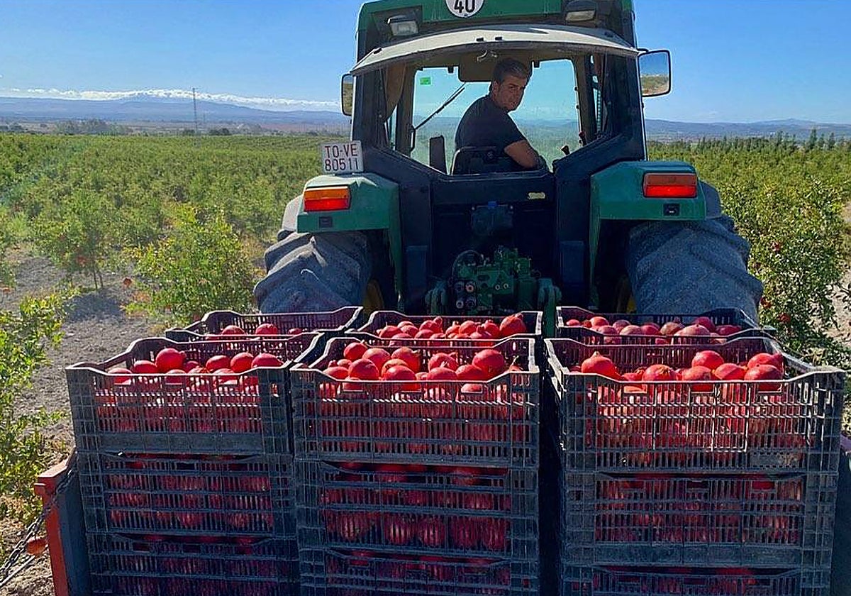 Plantación de granada en la provincia de Cádiz