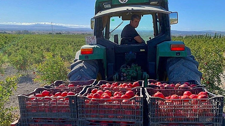 La fruta de la 'eterna juventud' se cultiva en Cádiz