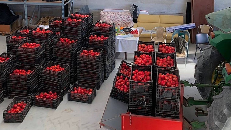 Recolecta de la granada en Cádiz