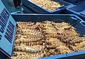Los pescadores de Sanlúcar ante la campaña de Navidad del langostino: «Las perspectivas son bastante buenas»