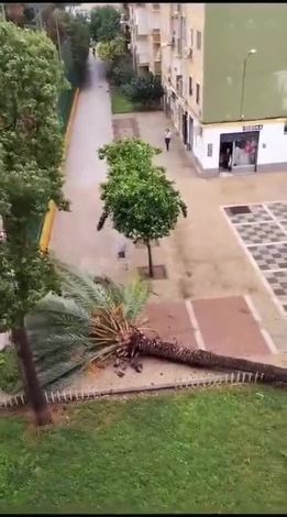 Se salva milagrosamente de ser aplastado por una palmera