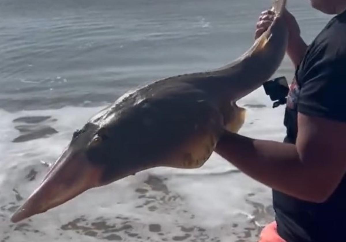 Un hombre pesca este increíble pez en Cádiz tras media hora de lucha: «¿Esto qué es Dios mío?»
