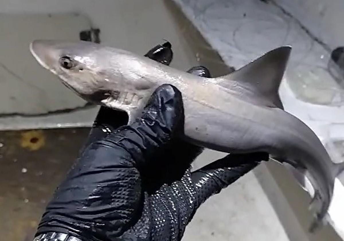 Un pescador capturó a esta especie de tiburón que vive en la Bahía de Cádiz