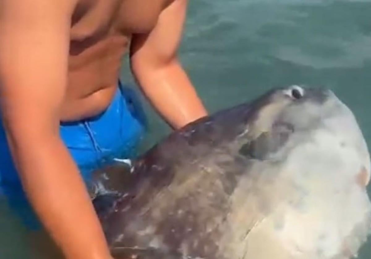 El increíble pez que encontró un bañista en una playa de Cádiz