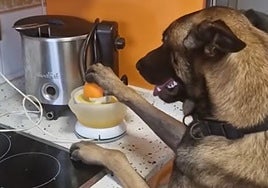 El perro de Cádiz que sabe hacer zumos de naranja y coger helados del congelador: «Cuándo sepa coger cerveza...»