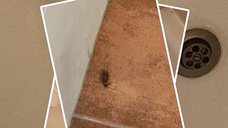 Imagen de una de las cucarachas