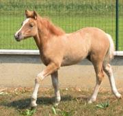 Prometea es el primer caballo clonado del mundo